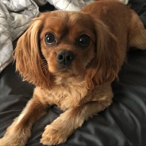 Meet your Posher, Rachel